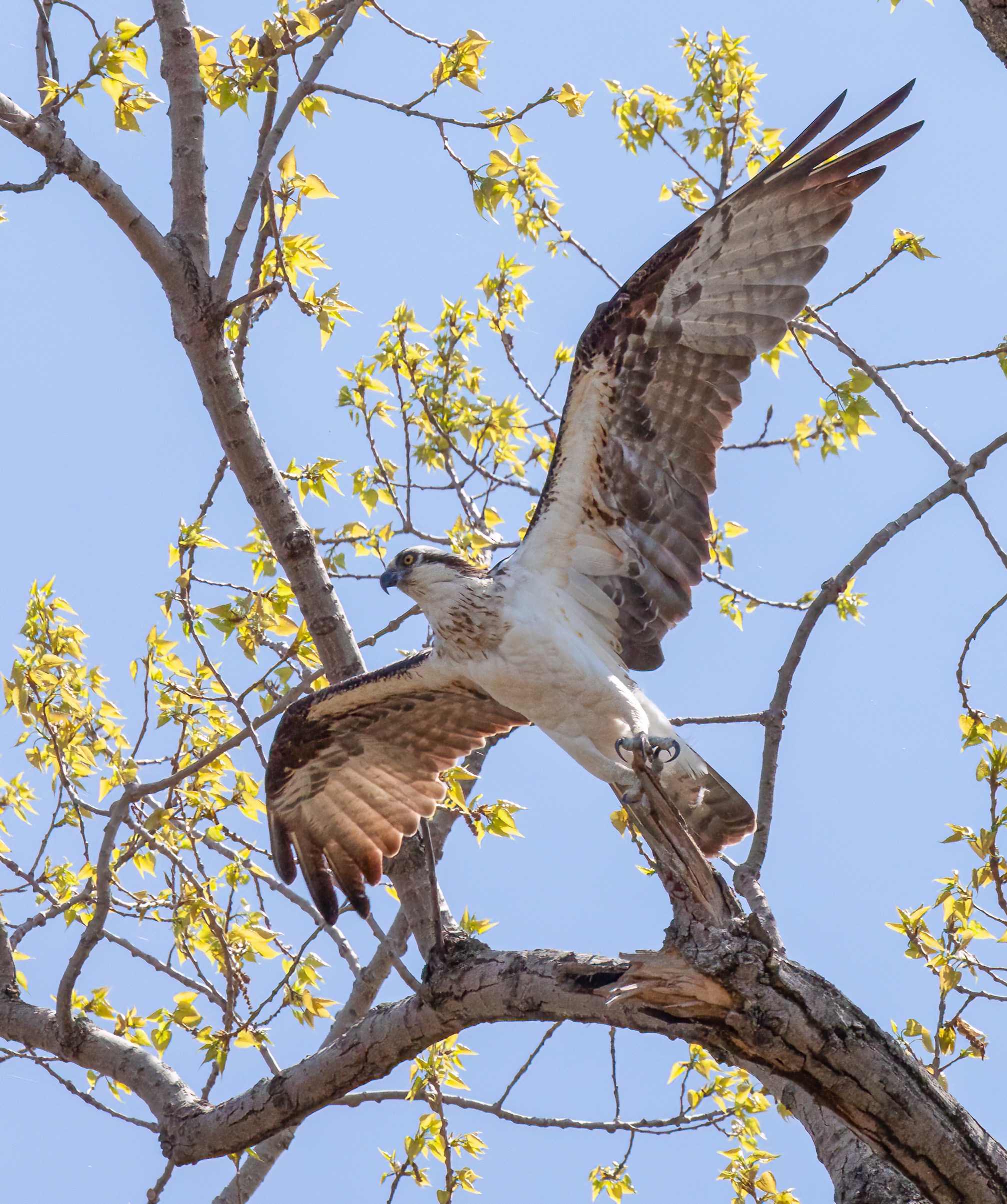 An osprey about to take off, with wings spread