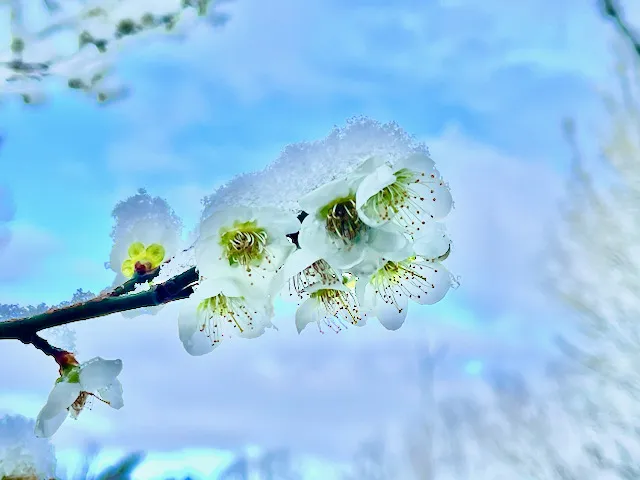 Image of snow on Ume blossoms in the spring